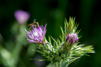 Bee-fly on Thistle