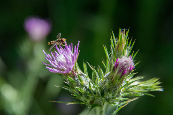 Bee-fly on Thistle