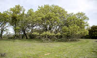 Blue Oaks (Quercus douglasii) in Springtime