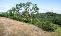 Valley Oak (Quercus lobata) and Toyon (Heteromeles arbutifolia)