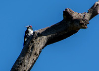 Female Acorn Woodpecker (Melanerpes formicivorus) in Visitors' Valley Oak