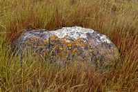 Lichen on Serpentine Rock