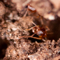 Pheidole californica (Harvester Ant)