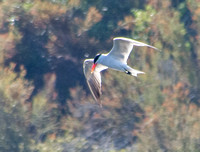 Caspian Tern (Sterna caspia) (?) in Flight