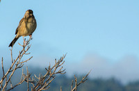 Sparrow in Poison Oak