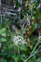 Blossoms of Soap Plant (Chlorogalum pomeridianum var. pomeridianum) at Dusk