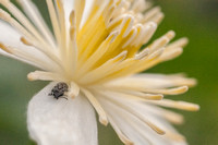 Beetle in Clematis Blossom