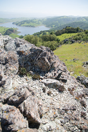 Serpentine Rock with Rare Dudleya