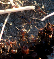 Major and Minor Workers, Pheidle Ants