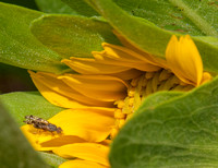 Insect on Mule Ears Flower