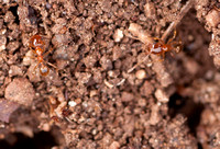 Pheidole californica (Harvester Ants)