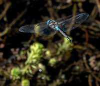 Dragonfly in Flight
