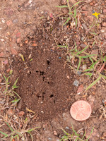 Nest of Pheidole californica (Harvester Ants)
