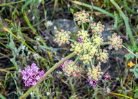 Lomatium with Owl's-clover