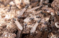Winged Harvester Ants (Messor andrei) Leaving Nest