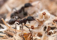 Harvester Ant (Messor andrei) with Blossom