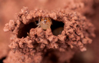 Termite in Termite Mound