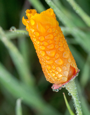 California Poppy (Eschscholzia californica) in Dew