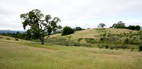 Grassland, Chaparral, and Valley Oaks