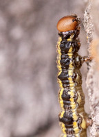 Oak Moth Larva