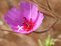 Farewell-to-spring (Clarkia rubicunda)