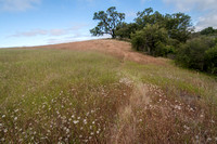 Grassland, Flowers, Chaparral, Valley Oak