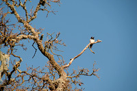 Acorn Woodpecker in Valley Oak