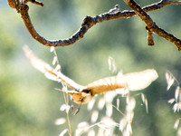 Ash-throated Flycatcher (Myiarcus cinerascens) in Flight