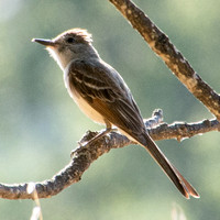 Ash-throated Flycatcher (Myiarcus cinerascens) in the Lone Valley Oak (Quercus lobata)