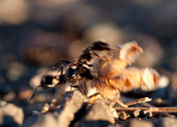 Harvester Ant (Messor andrei) at Jasper Ridge