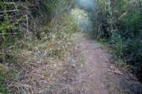 Faerie-strewn Trail