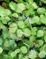 Spiderweb, Spider, Dew, and Maidenhair