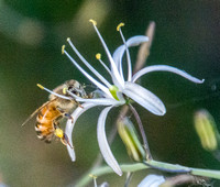 Honeybee visiting Soap Plant Blossom