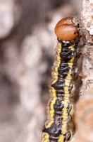 Oak Moth Larva