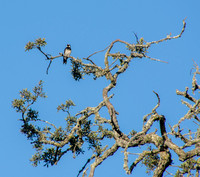 Acorn Woodpecker (Melanerpes formicovorus) in Tree