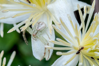 Crab Spider and Winter Ants