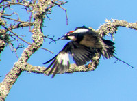 Female Acorn Woodpecker (Melanerpes formicovorus) in Flight