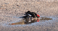 Male Acorn Woodpecker Taking a Bath