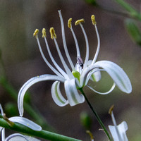 Insect Visiting Soap Plant Blossoms (Detail)