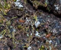 Carpenter Ants (Camponotus [semitestaceous?])