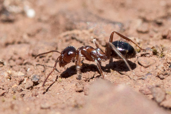 Field Ant (Formica moki)