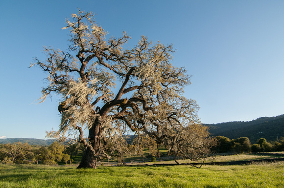 Visitors' Oak in Springtime