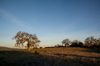 Lone Valley Oak with Kestrel