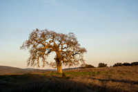 Lone Valley Oak with Kestrel (Closer)