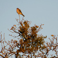 American Kestrel (Falco sparverius) in Lone Valley Oak (Quercus lobata) -- with Mistletoe!