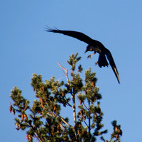 Common Raven (Corvus corax) Landing in Peak of Coast Douglas Fir (Pseudostuga menzies var. menzies)