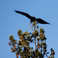 Common Raven (Corvus corax) Landing in Peak of Coast Douglas Fir (Pseudostuga menzies var. menzies)