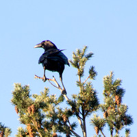 Common Raven (Corvus corax) in Peak of Coast Douglas Fir (Pseudostuga menzies var. menzies)