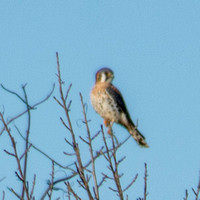 Male American Kestrel (Falco sparverius) in Poison Oak Bush (Toxicodendron diversilobum)