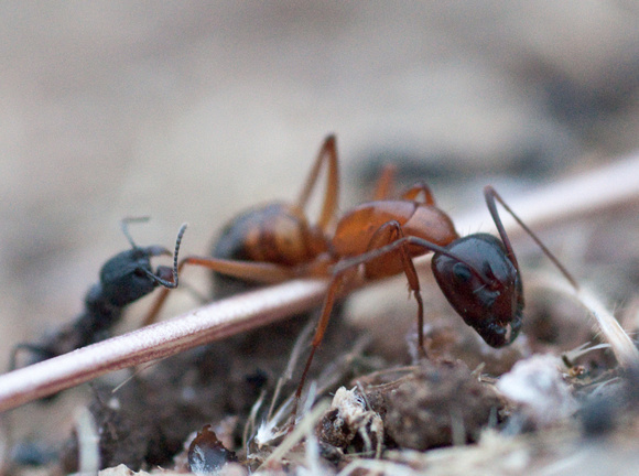 Camponotus with Messor